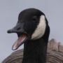 Goose