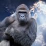 Harambe