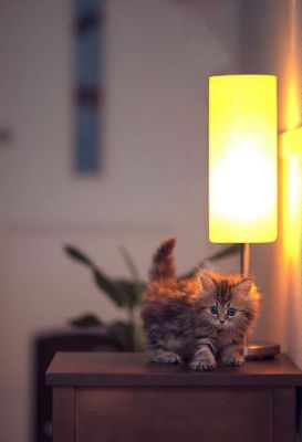 Found a picture of a cat. Not sure if there's anyone still stalking this group, but there you go!